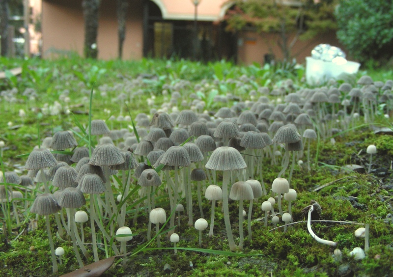 Giro nelle aiuole di medicina